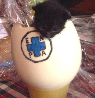 NS-uovo bianco gattino nero-WA0019