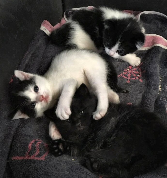 3 gattini tombino-home page- 0014