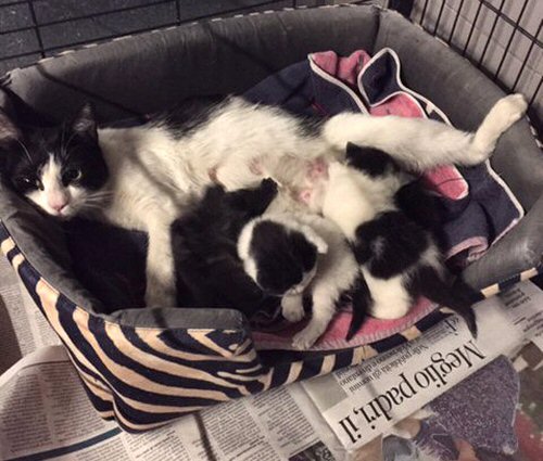 mamma gatta allatta i 3 cuccioli