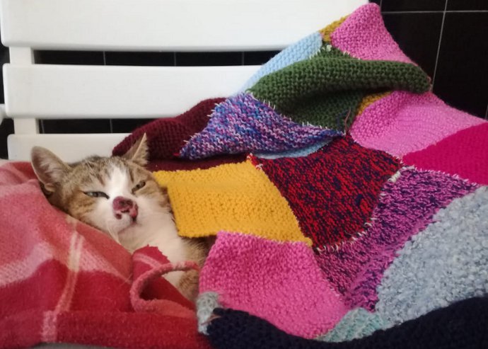 Le ospiti di una casa di riposo fanno coperte a maglia per i gatti