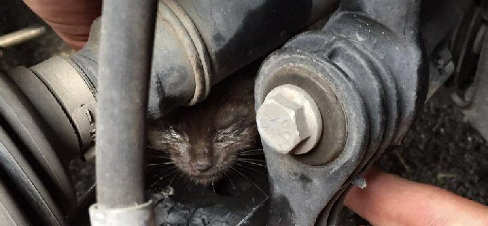 Risultati immagini per gatto incastrato nell ammortizzatore dell'auto gea lo salva